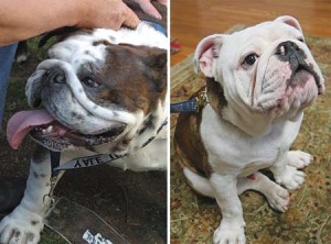 Mugsy, left, will be succeeded by a new Handsome Dan, a bulldog named Sherman. Dedicated Elis have noticed the difference.
