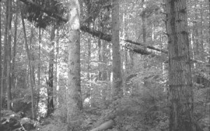 A still from artist Ori Gersht’s video “The Forest,” filmed in southwest Ukraine’s remote region of Galicia.