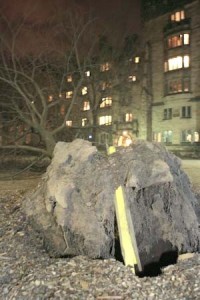 Because of heavy winds, a tree fell between Harkness Hall and Calhoun College yesterday evening.
