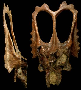 Yale paleontologist Nicholas Longerich detected subtle differences between the skulls of the Chasmosaurus and the newly-discovered Mojoceratops.