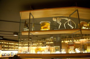 “Cushing really cared about his results and his patients,” said University photographer Terry Dagradi, the collection’s curator. “He would study people from circuses to see what was wrong with them, not to laugh at them.”