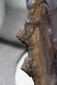 Researchers say the bony triangular knobs called epoccipitals on the frill of the Triceratops' skull change from looking like a row of protruding arrowheads to flattened pyramids as the Triceratops aged.