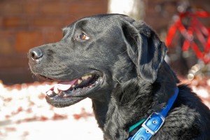 Eli, a black lab, is a four-legged member of the bomb squad run jointly by the New Haven and Yale police departments.