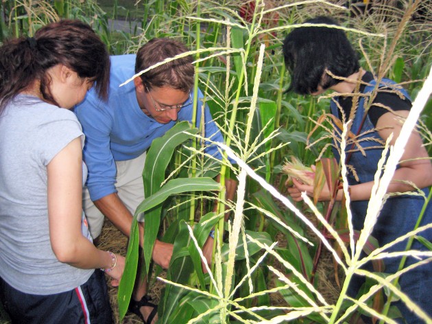 Andrew Barnett FES ’12, who is also studying at the Divinity School, teaches students to harvest corn at the Yale Divinity Farm.