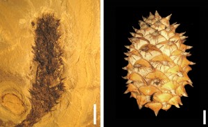 Andrew Leslie’s research indicates that dinosaur populations may have changed pinecones’ protective tissue.