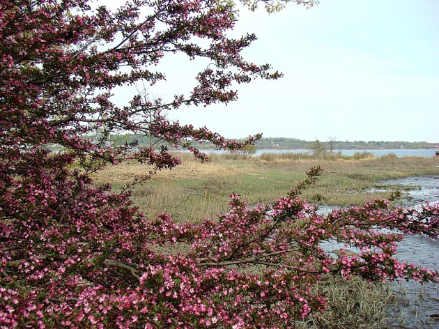A citizen effort saved Long Wharf Nature Reserve, pictured above, from becoming an exit ramp.