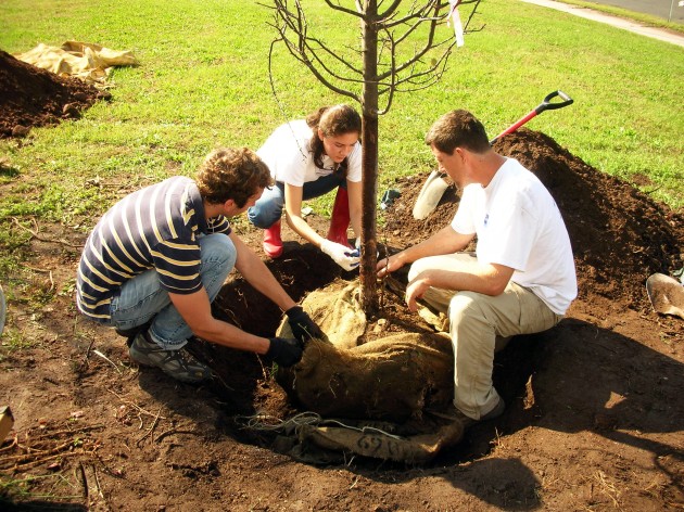 Three volunteers with the Urban Resources Initiative plant a tree at the intersection of Derby Avenue and Ella T. Grasso Boulevard on Saturday as part of the Yale Day of Service.