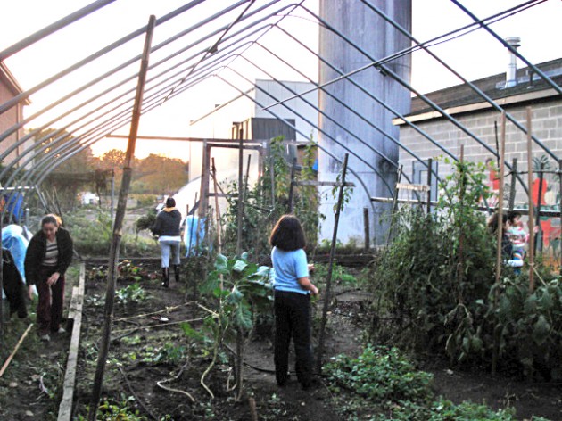 dai_farm-2