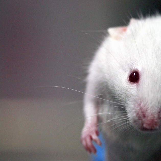 Lab_mouse_commons