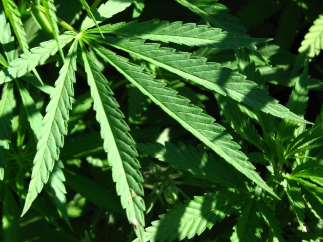 A bill permitting the medical use of marijuana is making its way through Connecticut's state legislature.
