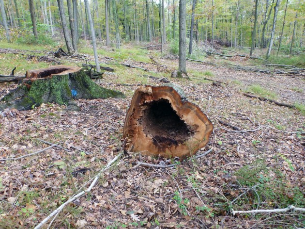 A recent study found that trees infected with heart rot fungus contain higher levels of methane than was previously thought.