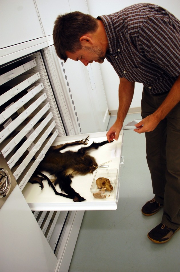 Kristof Zyskowski, collections manager at the Yale Peabody Museum of Natural History, examines a new species of monkey.