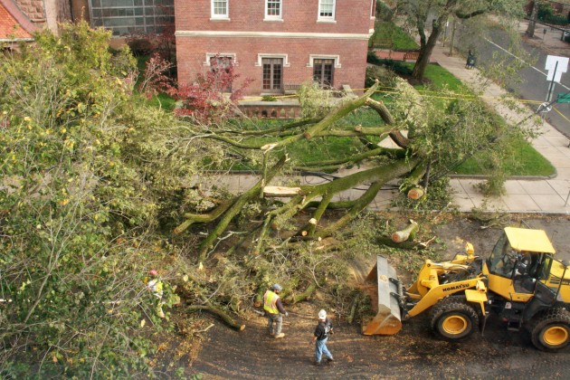 Sandy caused widespread, yet minimal damage throughout New Haven, including the destruction of 195 trees.