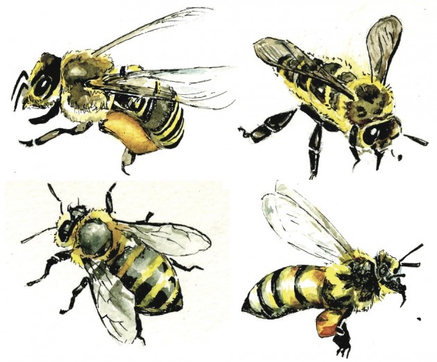 Bees