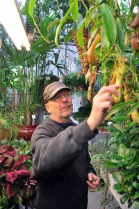 Marsh Botanic Garden manager Eric Larson examines ripening bananas in one of the Garden’s greenhouses.