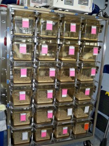 Some Yale researchers think that strict regulations on animal testing waste time and discourage innovative experiments.
