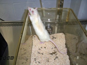 The IACUC requires that researchers fill out several pages of paperwork before they begin testing on animals.