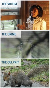 The suite of Natalie Willis ’13 in Welch has been invaded by squirrels multiple times this year. Other suites have also reported unwelcome guests, but officials say the problem is not widespread.