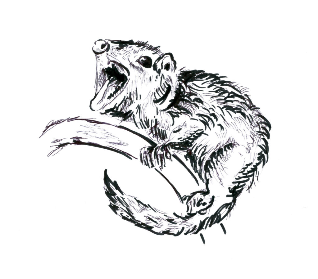 tree-shrews-break-evolutionary-rules-yale-daily-news