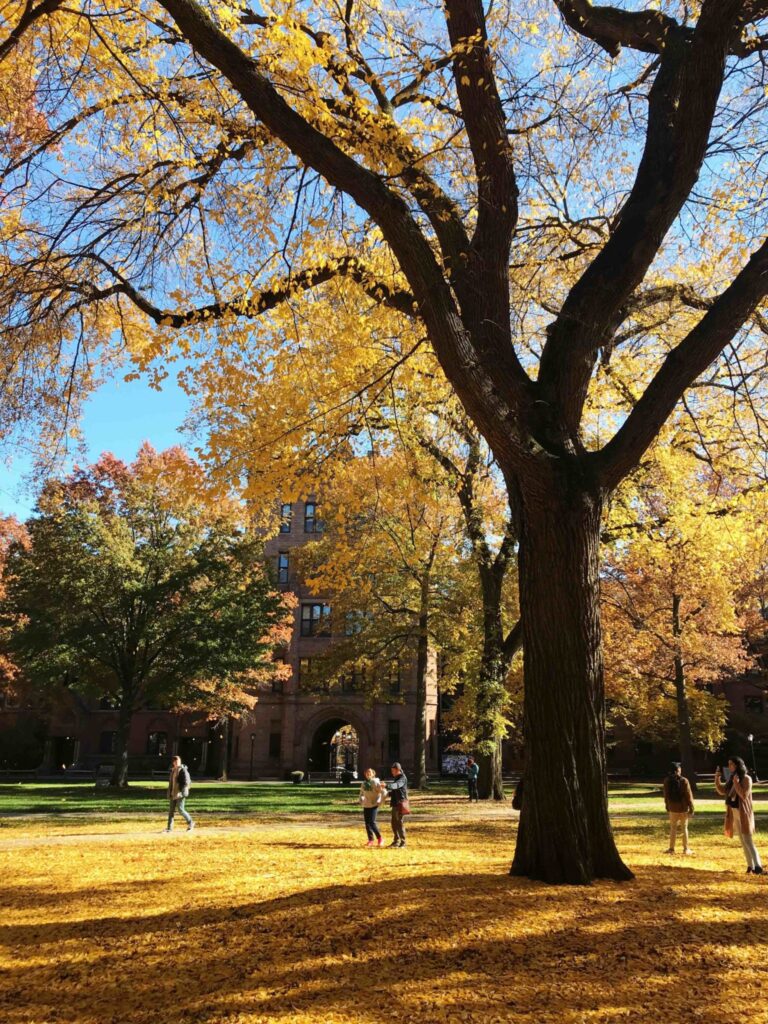 Yale receives record number of EA applications Yale Daily News