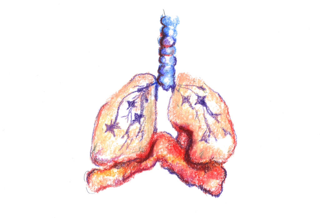 Study discovers the mechanism of bronchial spasms