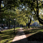 A photo of trees and a sidewalk
