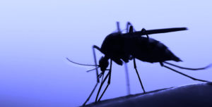 Up close of a mosquito silhouetted against a purple background
