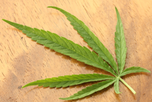 An up close view of a marijuana leaf