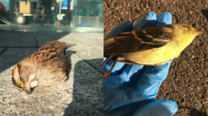 Two dead birds found.