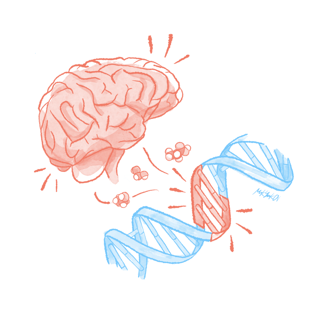 What Is The Difference Between Human And Animal Brain