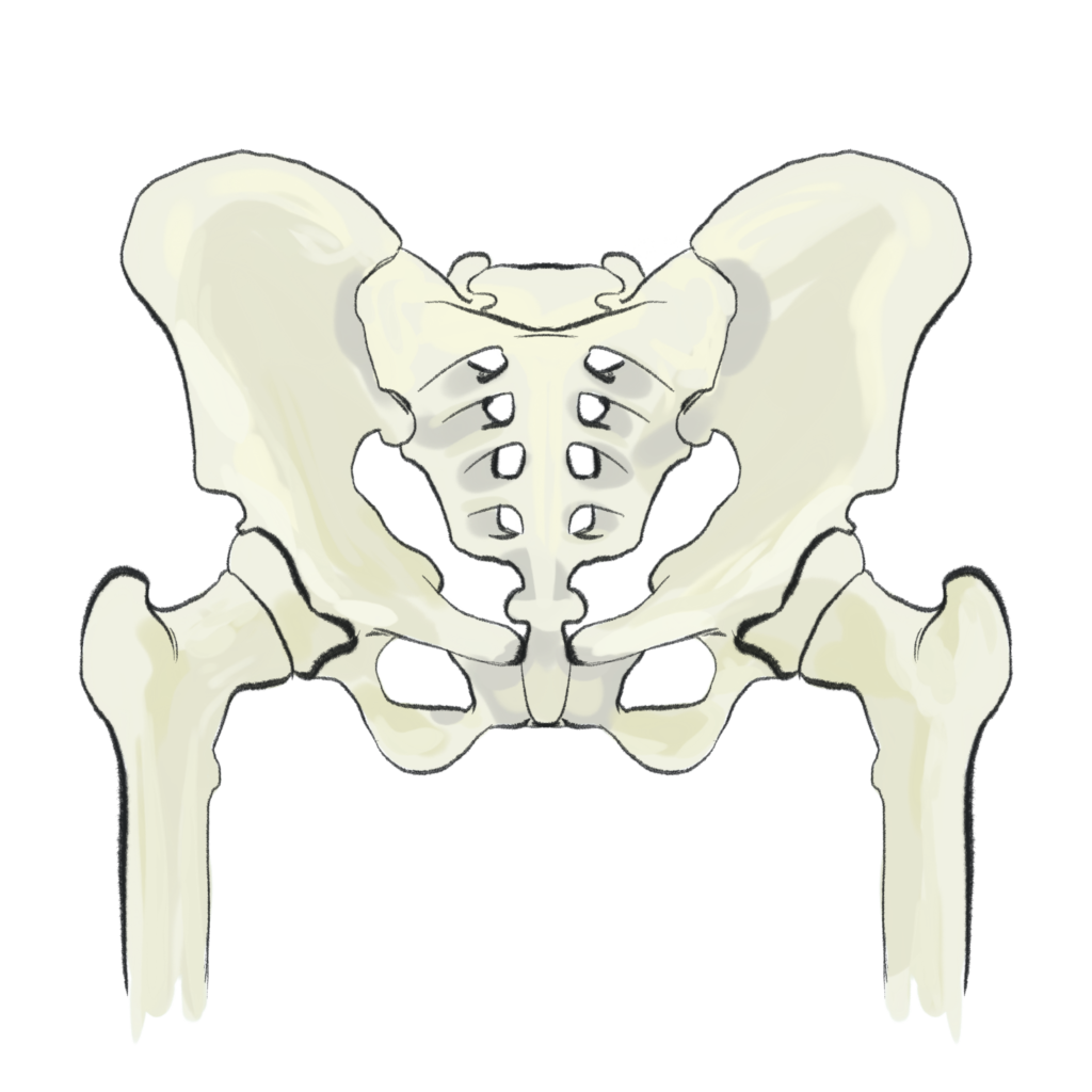 Novel Yaledeveloped stem cell therapy helps prevent hip replacements