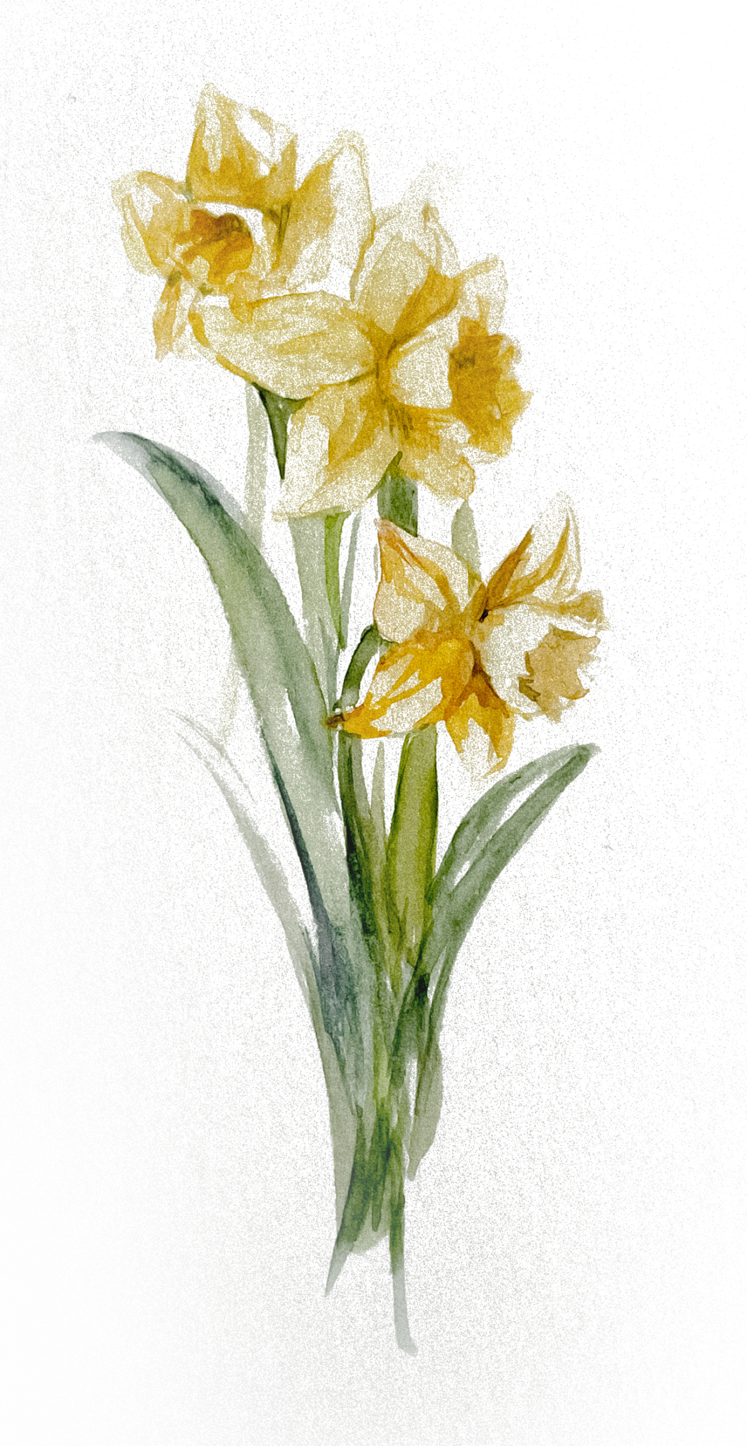 Daffodils