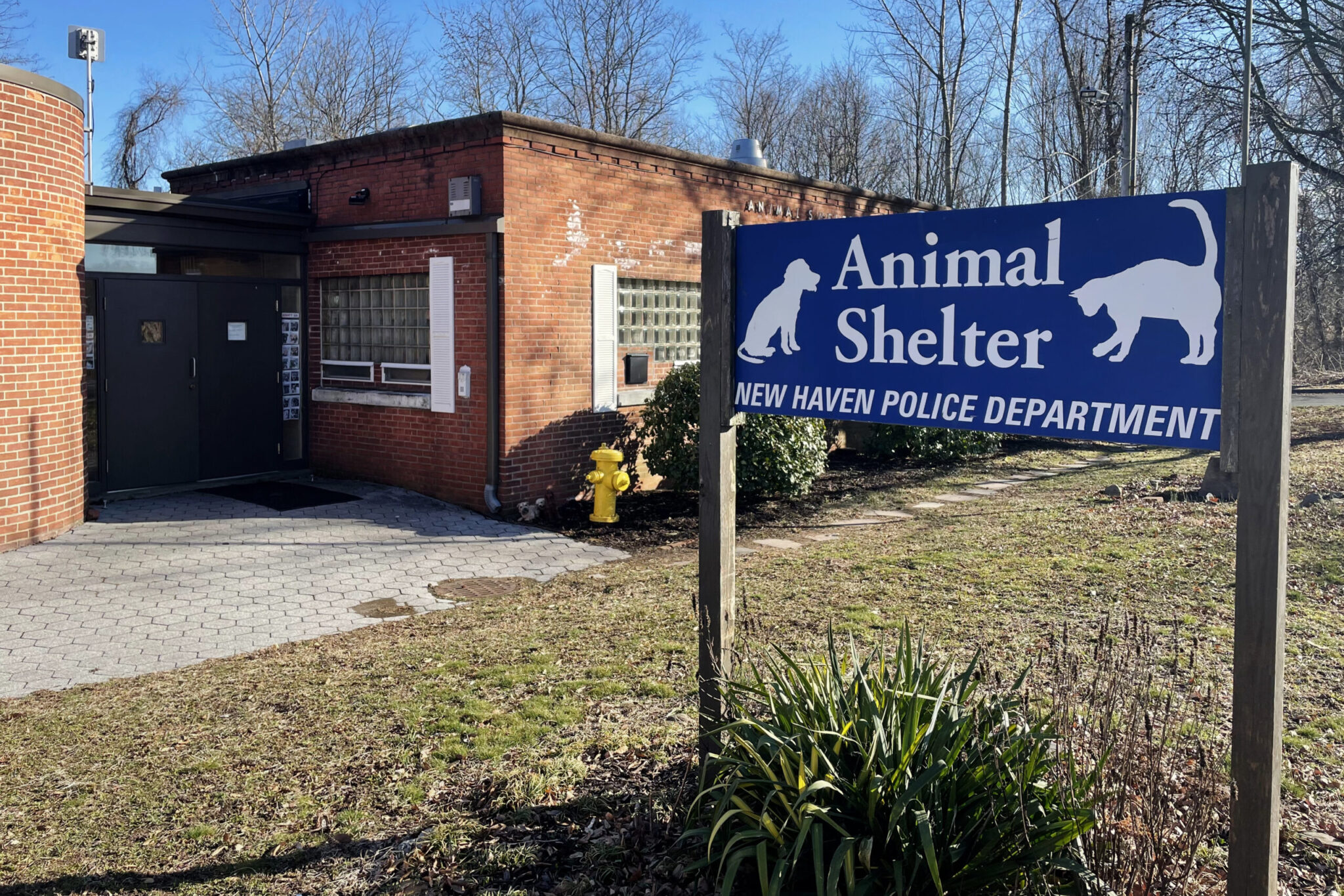 Animals relocated amid New Haven Animal Shelter investigations - Yale Daily  News