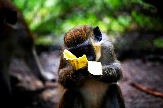 Facility Runs Tests On St Kitts Monkeys Yale Daily News